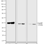 Thermo Fisher Scientific Goat anti-Rabbit IgG (H+L) Secondary Antibody, HRP