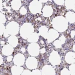 Merck Anti-EPX antibody produced in rabbit