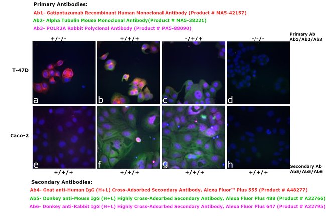 Thermo Fisher Scientific Goat anti-Human IgG (H+L) Cross-Adsorbed Secondary Antibody, Alexa Fluor Plus 555