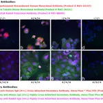 Thermo Fisher Scientific Goat anti-Human IgG (H+L) Cross-Adsorbed Secondary Antibody, Alexa Fluor Plus 555