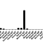 Thermo Fisher Scientific Goat anti-Human IgG (Heavy Chain) Superclonal Secondary Antibody, Alexa Fluor Plus 488
