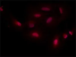 Merck ANTI-SMAD7, ANTIBODY PRODUCED IN RABBIT&