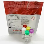 Thermo Fisher Scientific Click-IT O-GlcNAc Enzymatic Labeling System