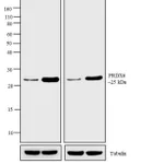 Thermo Fisher Scientific Goat anti-Rabbit IgG (H+L) Highly Cross-Adsorbed Secondary Antibody, AP