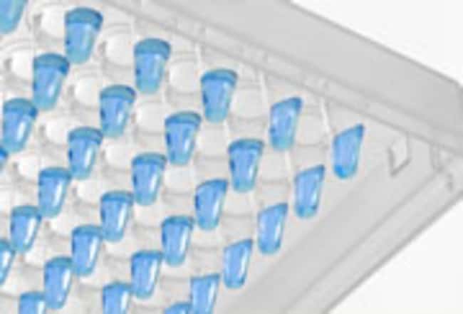 Thermo Fisher Scientific ABsolute Blue QPCR Mix, SYBR Green, ROX, 1,600 reactions