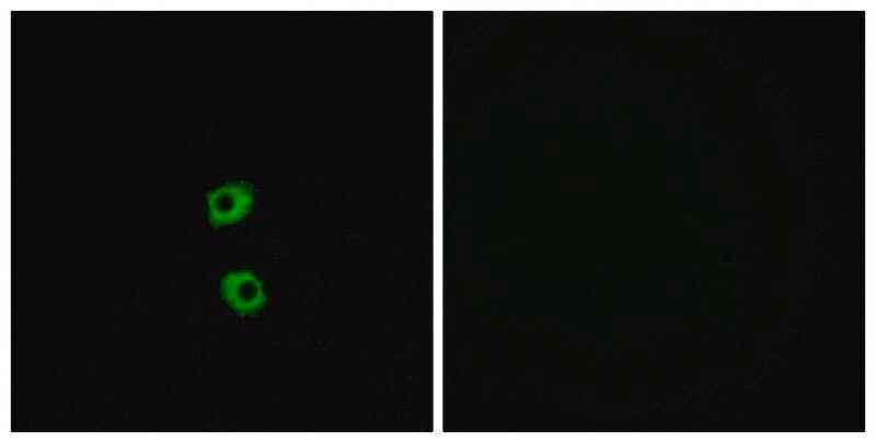 Merck Anti-FZD7 antibody produced in rabbit
