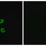 Merck Anti-FZD7 antibody produced in rabbit