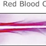 Merck RABBIT ANTI-SHEEP RED BLOOD CELL STROMA&