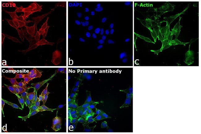 Thermo Fisher Scientific Chicken anti-Goat IgG (H+L) Cross-Adsorbed Secondary Antibody, Alexa Fluor 594