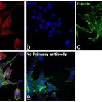 Thermo Fisher Scientific Chicken anti-Goat IgG (H+L) Cross-Adsorbed Secondary Antibody, Alexa Fluor 594