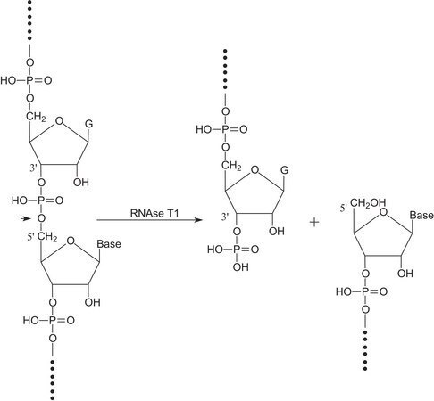 Merck Ribonuclease T1 from Aspergillus oryzae