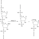 Merck Ribonuclease T1 from Aspergillus oryzae