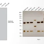Thermo Fisher Scientific Goat anti-Rabbit IgG (H+L) Cross-Adsorbed Secondary Antibody, HRP