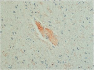 Merck MONOCLONAL ANTI-GABA, CLONE GB-69
