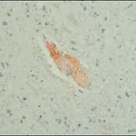 Merck MONOCLONAL ANTI-GABA, CLONE GB-69