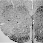 Merck Anti-Granulin (C-terminal) antibody produced in rabbit