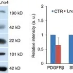 Merck ANTI-ACTIN, Α-SMOOTH MUSCLE - FITC ANTI&