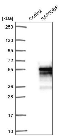 Merck Anti-SAP30BP antibody produced in rabbit