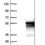 Merck Anti-SAP30BP antibody produced in rabbit