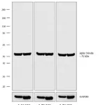 Thermo Fisher Scientific Donkey anti-Rat IgG (H+L) Secondary Antibody, Biotin