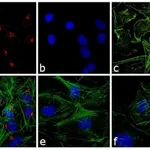 Thermo Fisher Scientific Goat anti-Rabbit IgG (H+L) Cross-Adsorbed Secondary Antibody, Rhodamine Red-X