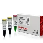 Thermo Fisher Scientific TrackIt Ultra Low Range DNA Ladder