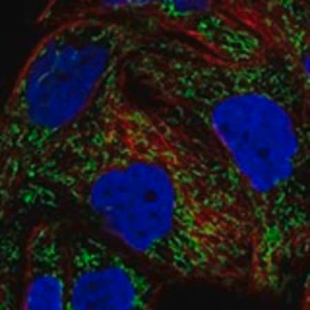 Merck Anti-DDAH2 antibody produced in rabbit