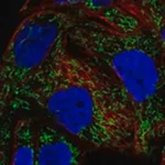 Merck Anti-DDAH2 antibody produced in rabbit