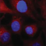 Merck Anti-SDCBP antibody produced in rabbit