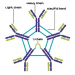 Merck MOUSE IGM KAPPA (TEPC-183) PURIFIED