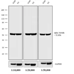 Thermo Fisher Scientific Chicken anti-Rat IgG (H+L) Cross-Adsorbed Secondary Antibody, Biotin