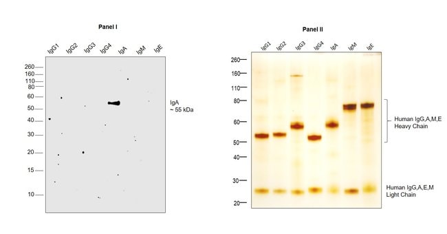 Thermo Fisher Scientific Mouse anti-Human IgA (Heavy chain) Secondary Antibody