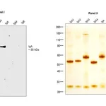 Thermo Fisher Scientific Mouse anti-Human IgA (Heavy chain) Secondary Antibody