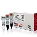 Thermo Fisher Scientific 50 bp DNA Ladder