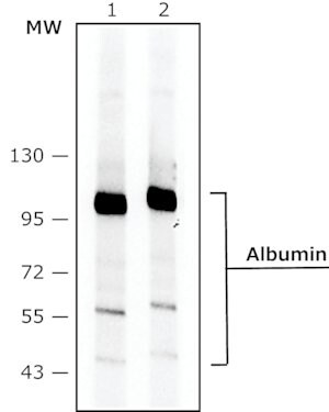 Merck MONOCLONAL ANTI-HUMAN ALBUMIN, CLONE HS&