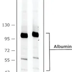 Merck MONOCLONAL ANTI-HUMAN ALBUMIN, CLONE HS&