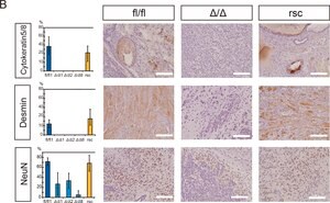Merck MONOCLONAL ANTI-DESMIN ANTIBODY PRODUCE&