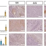 Merck MONOCLONAL ANTI-DESMIN ANTIBODY PRODUCE&
