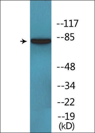 Merck Anti-phospho-ERK3 (pSer189) antibody produced in rabbit