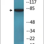Merck Anti-phospho-ERK3 (pSer189) antibody produced in rabbit