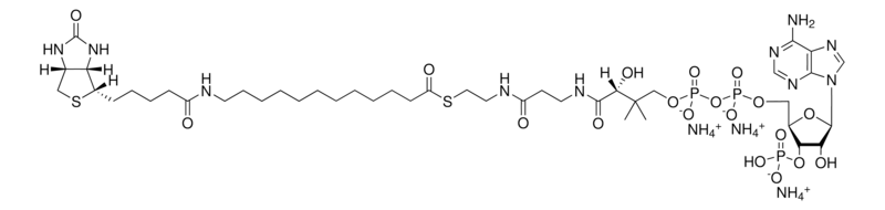 Merck 12:0 Biotinyl Coenzyme A