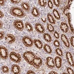 Merck Anti-RETNLB antibody produced in rabbit
