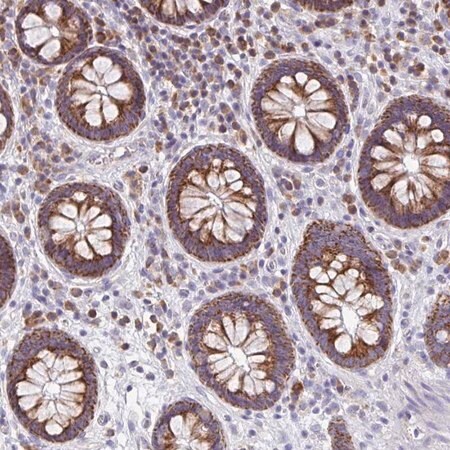 Merck Anti-MRPL11 antibody produced in rabbit