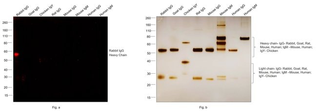 Thermo Fisher Scientific F(ab`)2-Goat anti-Rabbit IgG (H+L) Cross-Adsorbed Secondary Antibody, Alexa Fluor Plus 647