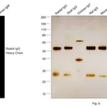 Thermo Fisher Scientific F(ab`)2-Goat anti-Rabbit IgG (H+L) Cross-Adsorbed Secondary Antibody, Alexa Fluor Plus 647
