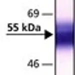 Merck ANTI FACTOR IX ANTIBODY, MOUSE MONOCLON&