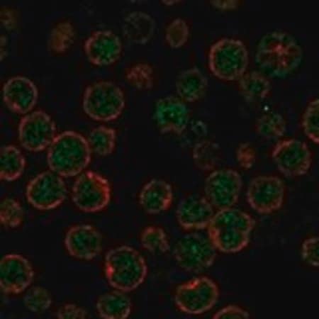 Merck Anti-APOBEC3H antibody produced in rabbit