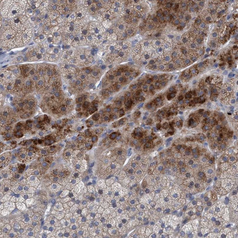 Atlas Antibodies Anti-RNF208 Antibody
