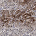 Atlas Antibodies Anti-RNF208 Antibody