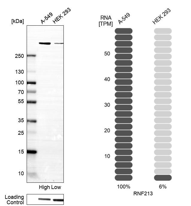 Atlas Antibodies Anti-RNF213 Antibody